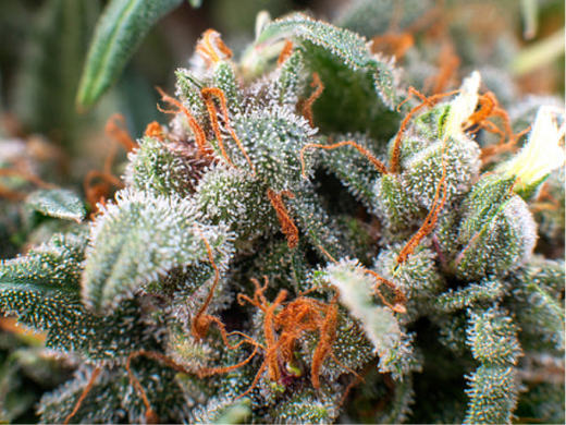 Seit Kalifornien die vollständige Legalisierung von Cannabis eingeleitet hat, hat die Erforschung unserer geliebten "fremden Pflanze" einen beeindruckenden Aufschwung erfahren, vom Anbau bis hin zu den begehrtesten Extrakten.