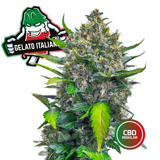 3 Semi Cannabis da Collezione Gelato Italiano CBD - mamamary