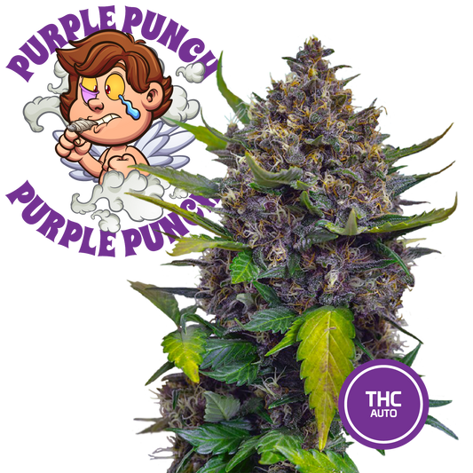3 Cannabissamen aus der Sammlung Purple Punch