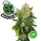 Semi Cannabis da Collezione Cookies - mamamary